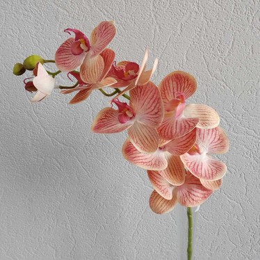 Ветка орхидеи Лос-Анджелес