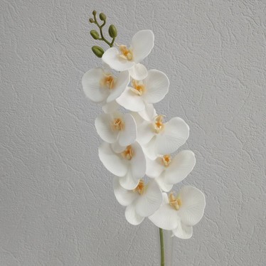 Ветка орхидеи Королевская