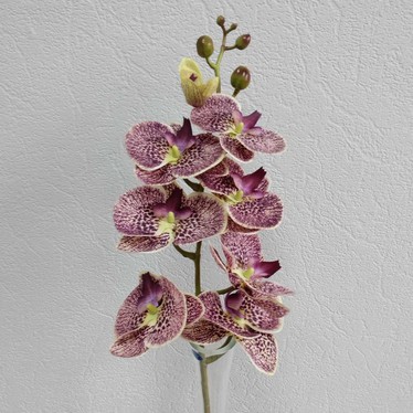 Ветка орхидеи Элегант Бьюти